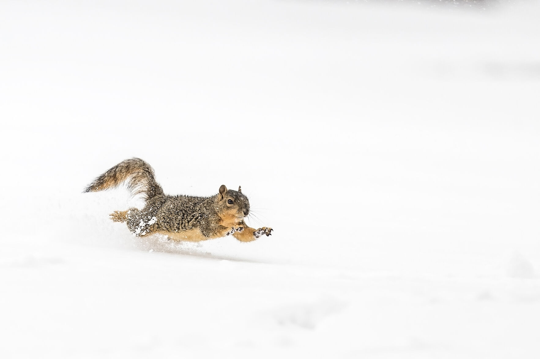 Fox squirrel Sloans